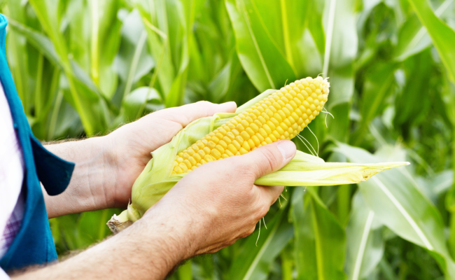 seleccion-maiz-natural-corn